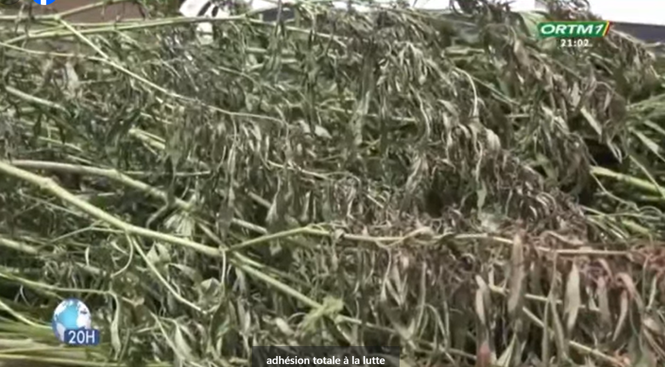 Lutte contre le trafic de stupéfiants : Un vaste champ de cannabis démantelé et détruit à Manakorala (Bougouni)